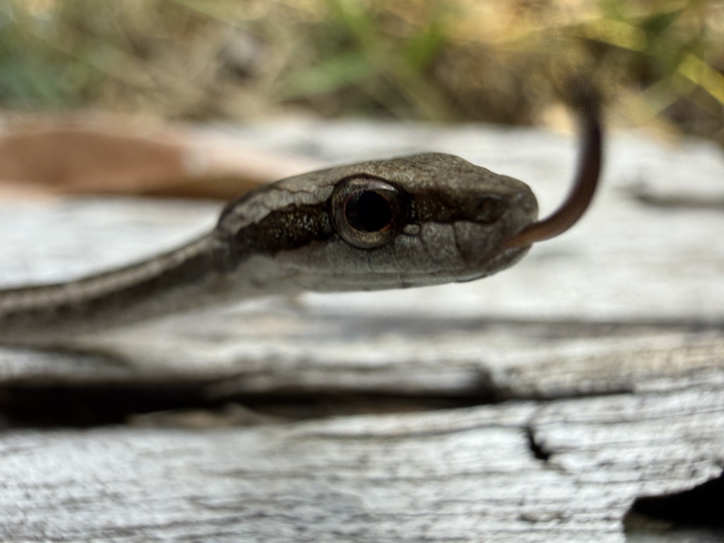 Painted Mock Viper — Borneo wildlife, book, free download, jungle tour, snake, herp tour