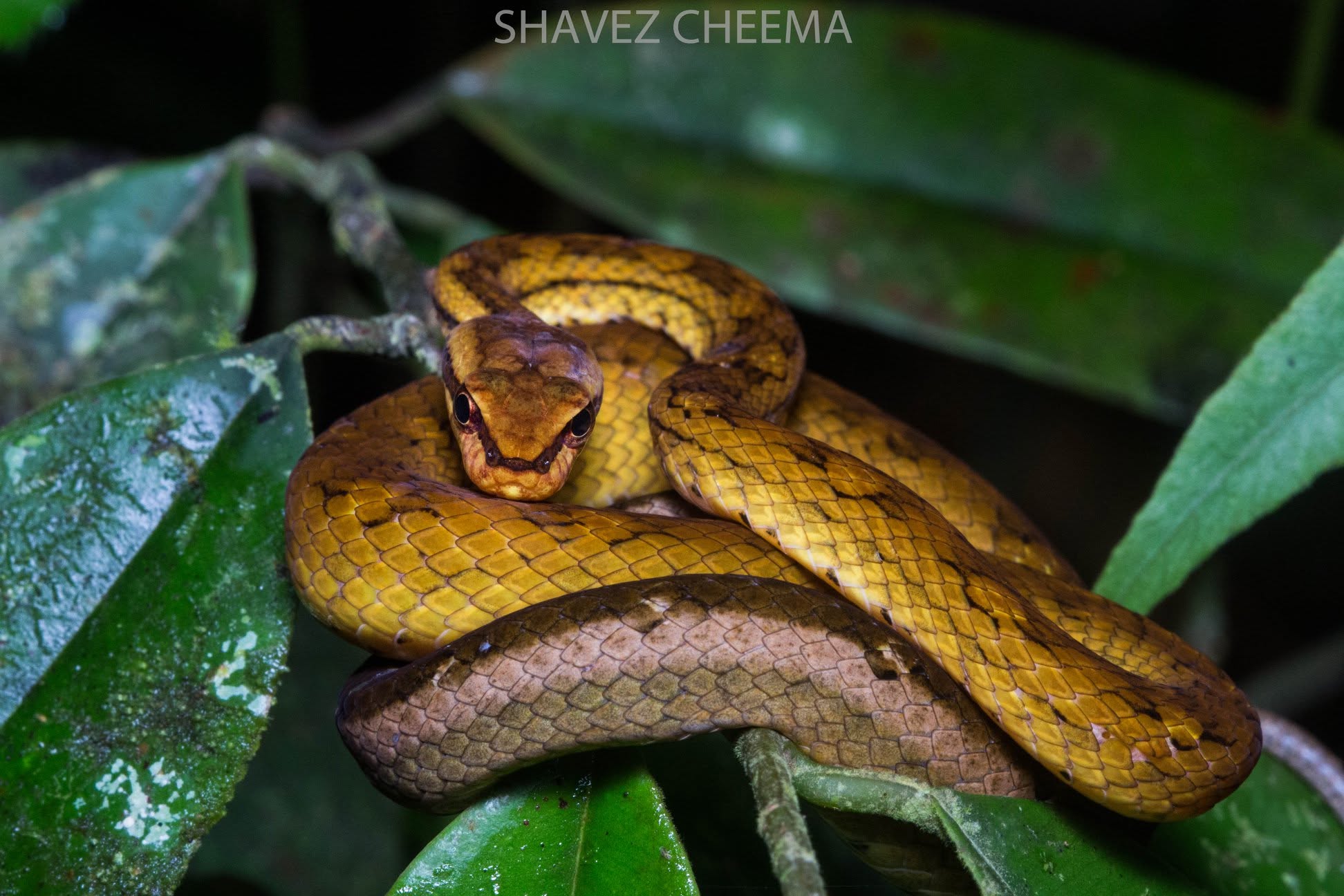 Painted Mock Viper — Borneo wildlife, book, free download, jungle tour, snake, herp tour