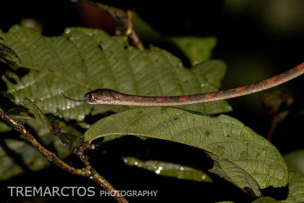 Pale-spotted Cat Snake — Borneo wildlife, book, free download, jungle tour, snake, herp tour