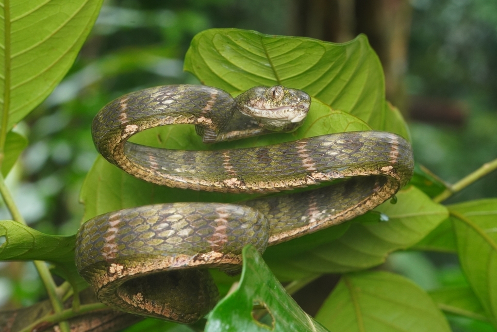 Pale-spotted Cat Snake — Borneo wildlife, book, free download, jungle tour, snake, herp tour