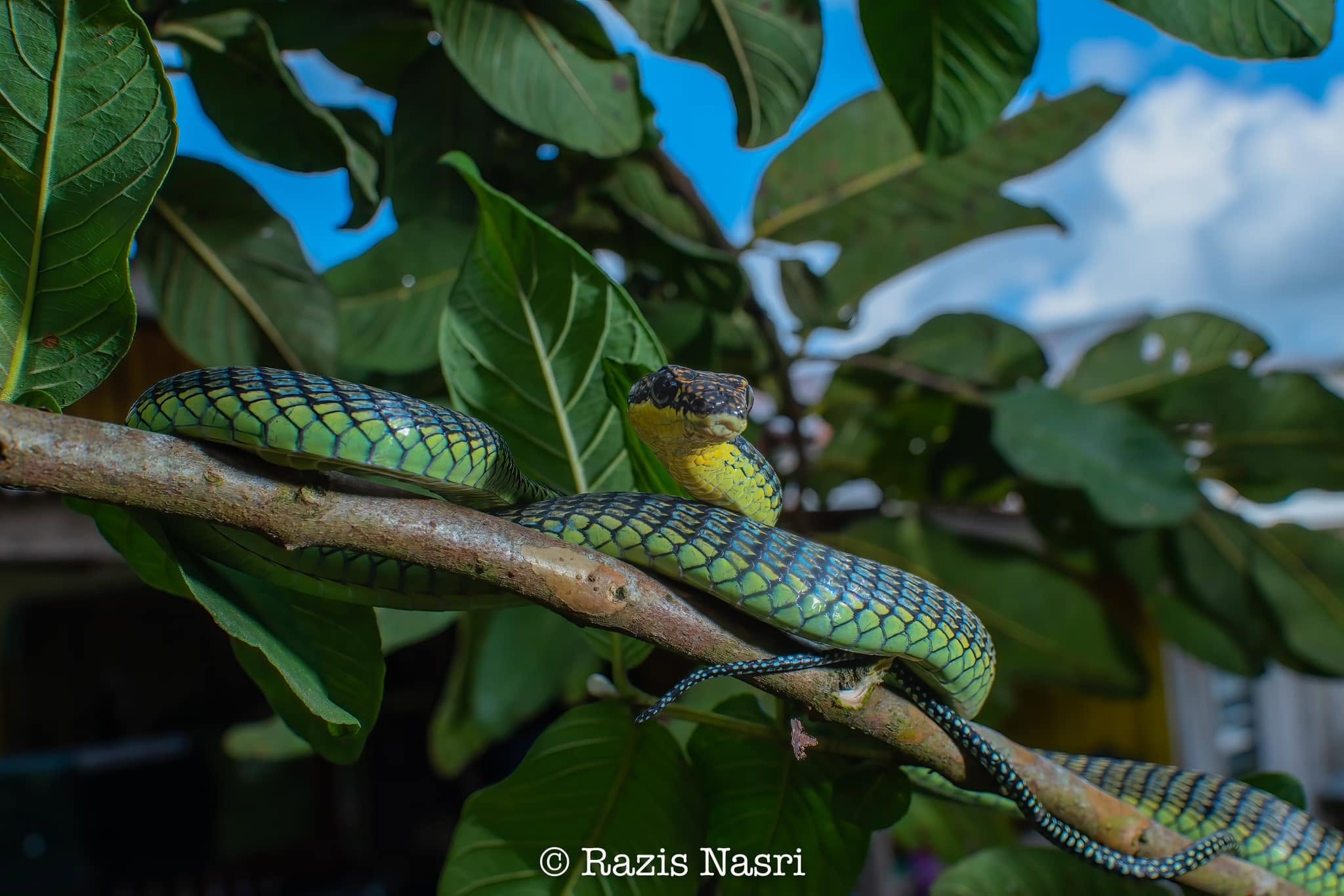 Paradise Flying Snake — Borneo wildlife, book, free download, jungle tour, snake, herp tour