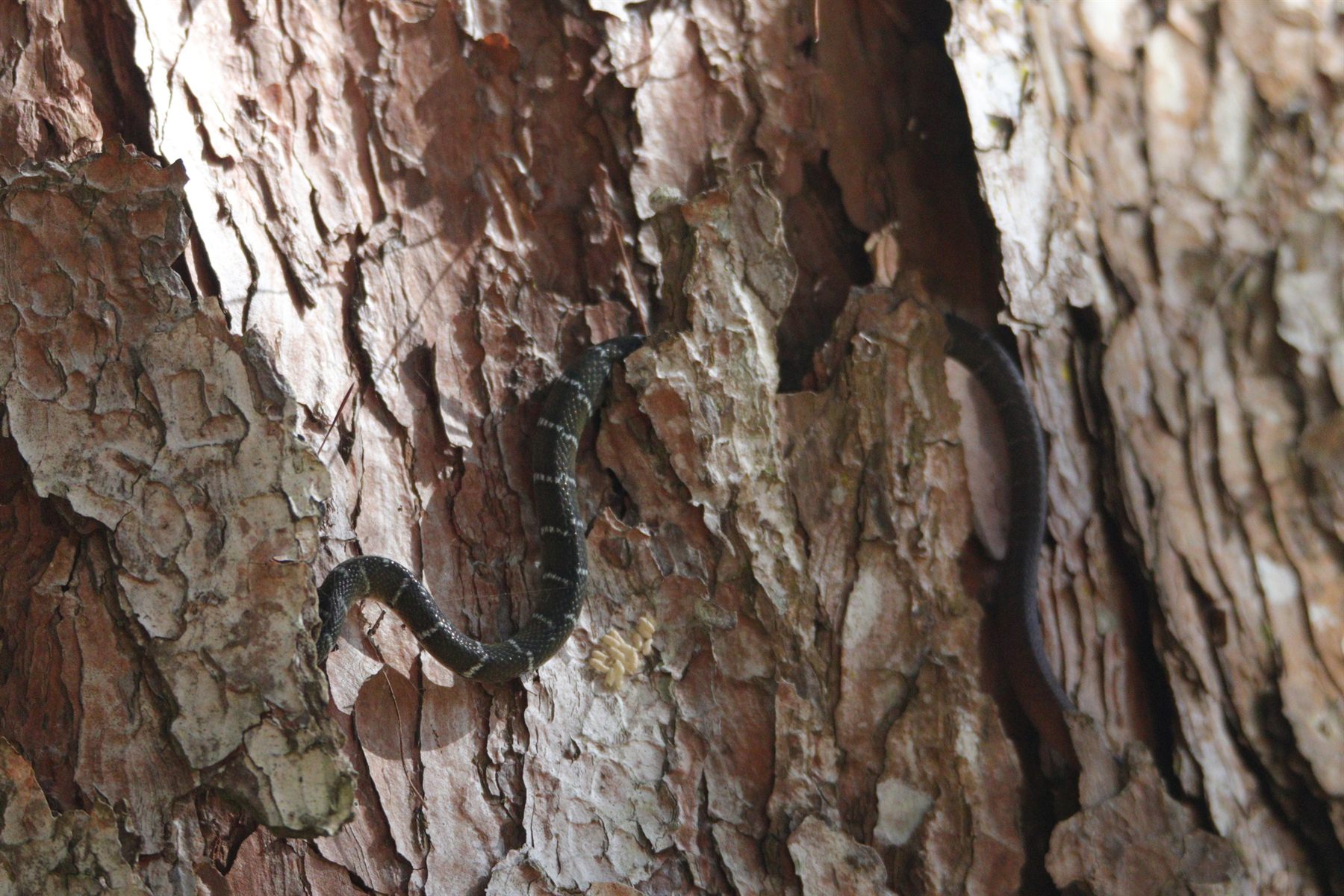 Philippine Red-tailed Racer — Borneo wildlife, book, free download, jungle tour, snake, herp tour