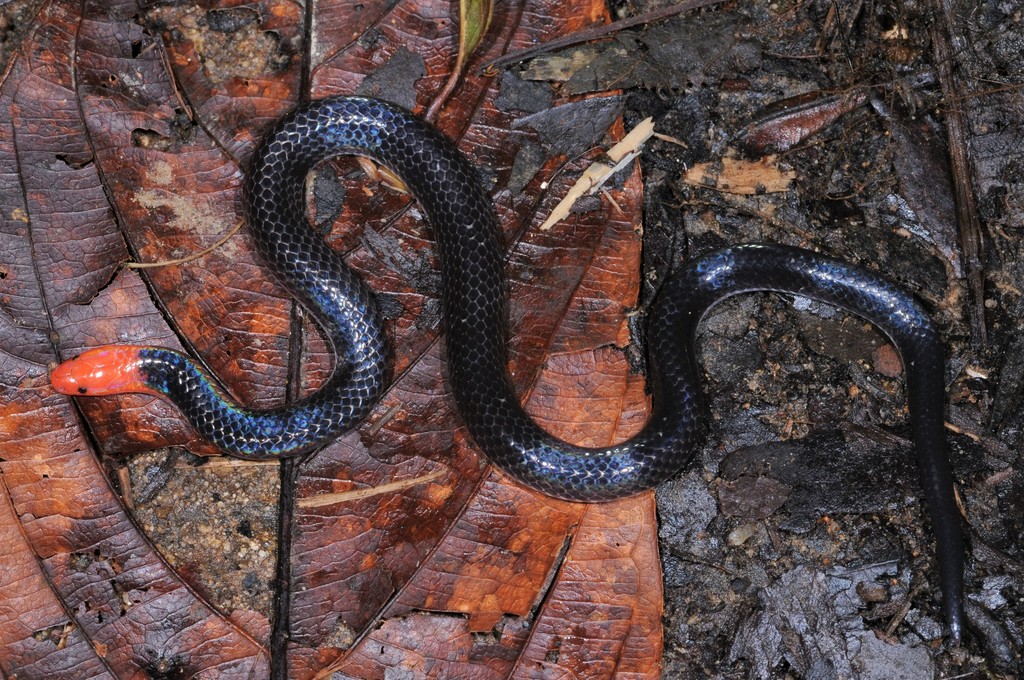 Pink-headed Reed Snake — Borneo wildlife, book, free download, jungle tour, snake, herp tour