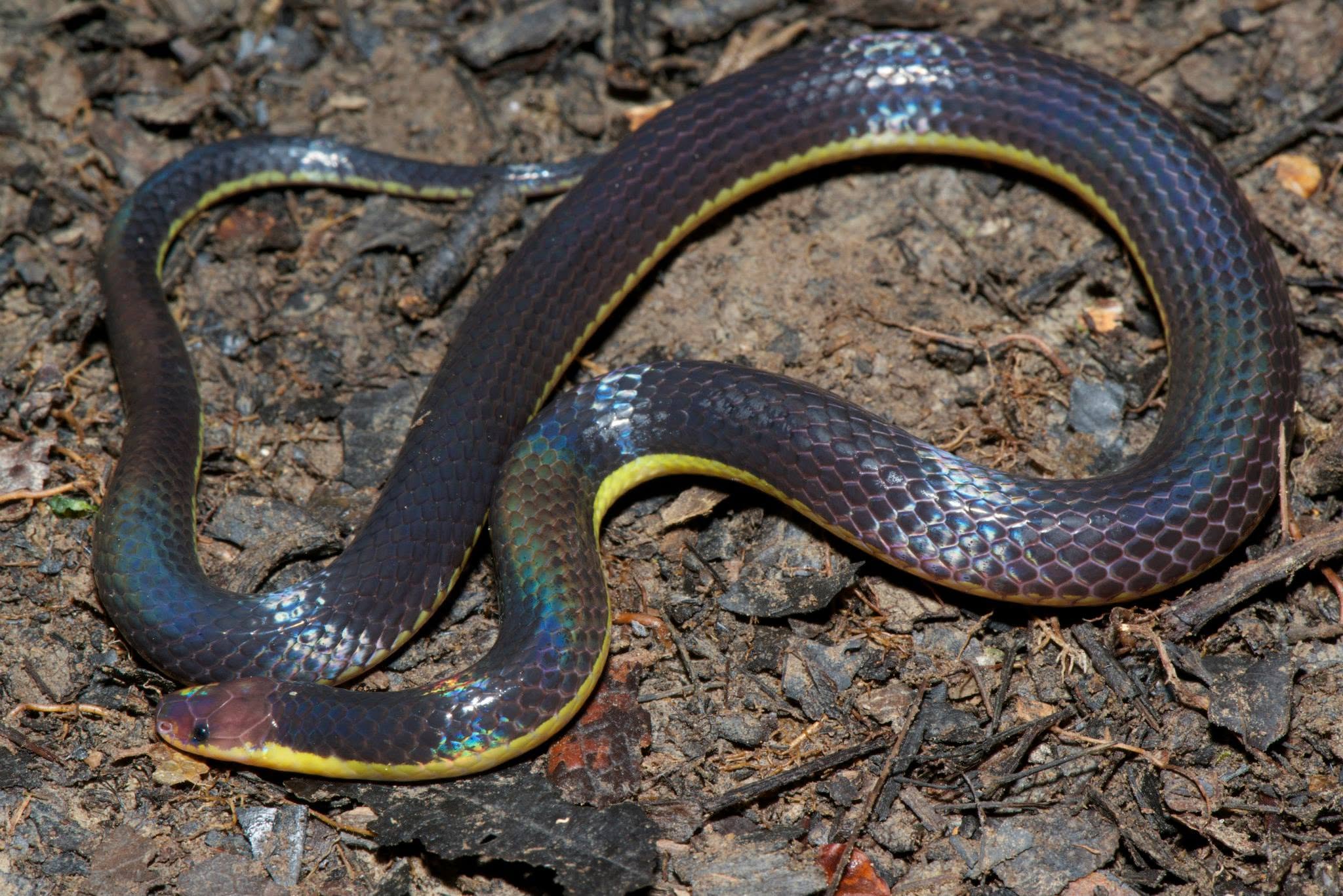 Pink-headed Reed Snake — Borneo wildlife, book, free download, jungle tour, snake, herp tour