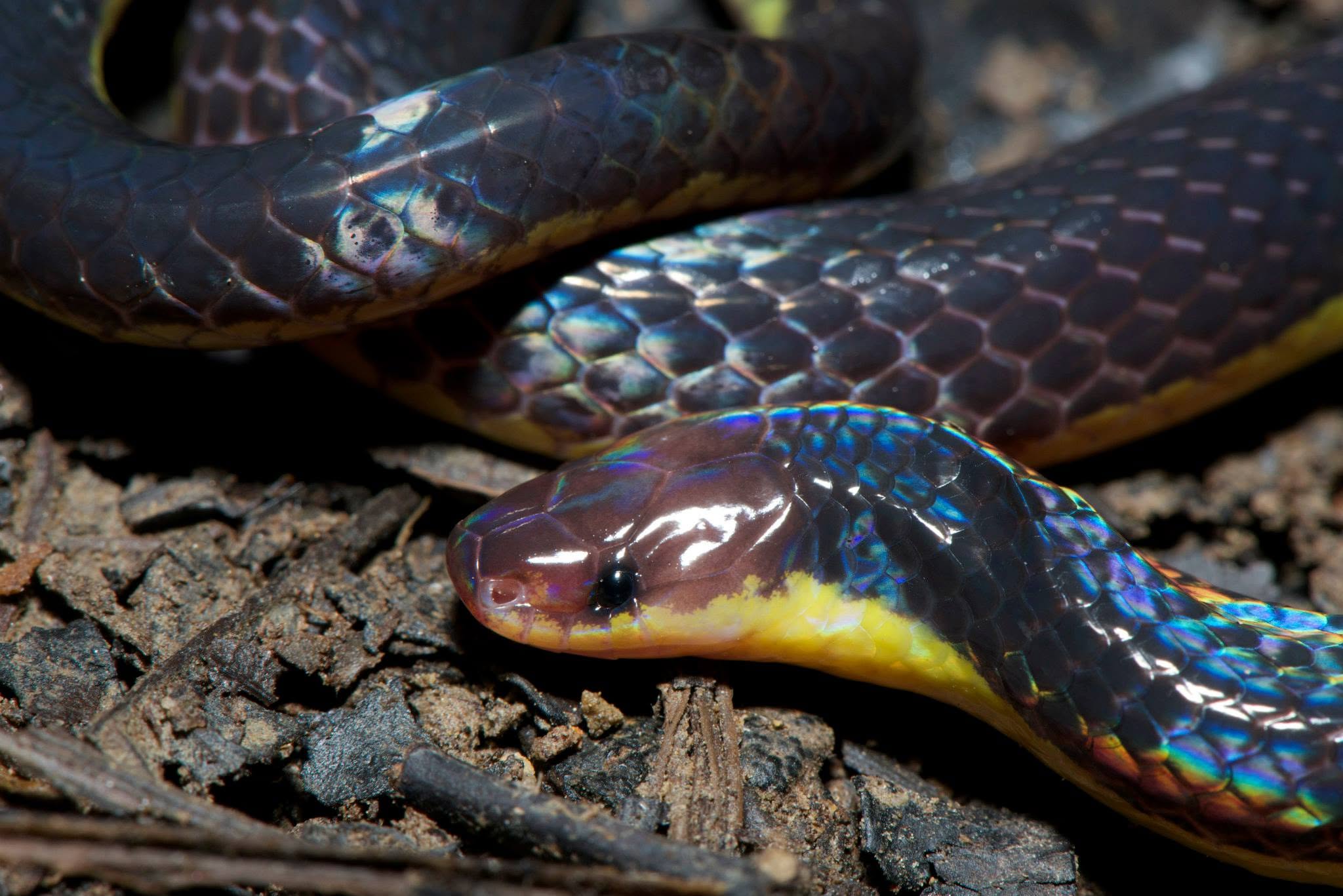 Pink-headed Reed Snake — Borneo wildlife, book, free download, jungle tour, snake, herp tour