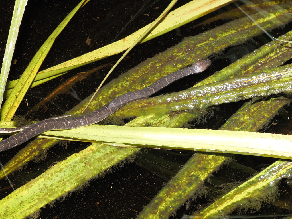 Puff-faced Water Snake — Borneo wildlife, book, free download, jungle tour, snake, herp tour