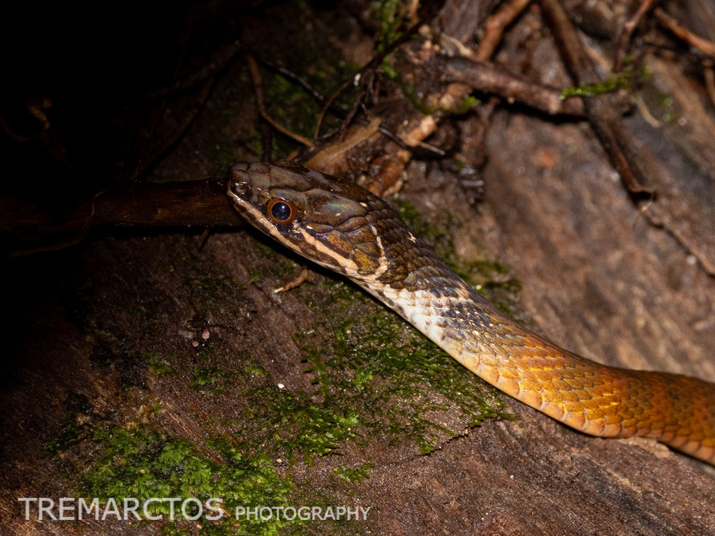 Red-bellied Keelback — Borneo wildlife, book, free download, jungle tour, snake, herp tour