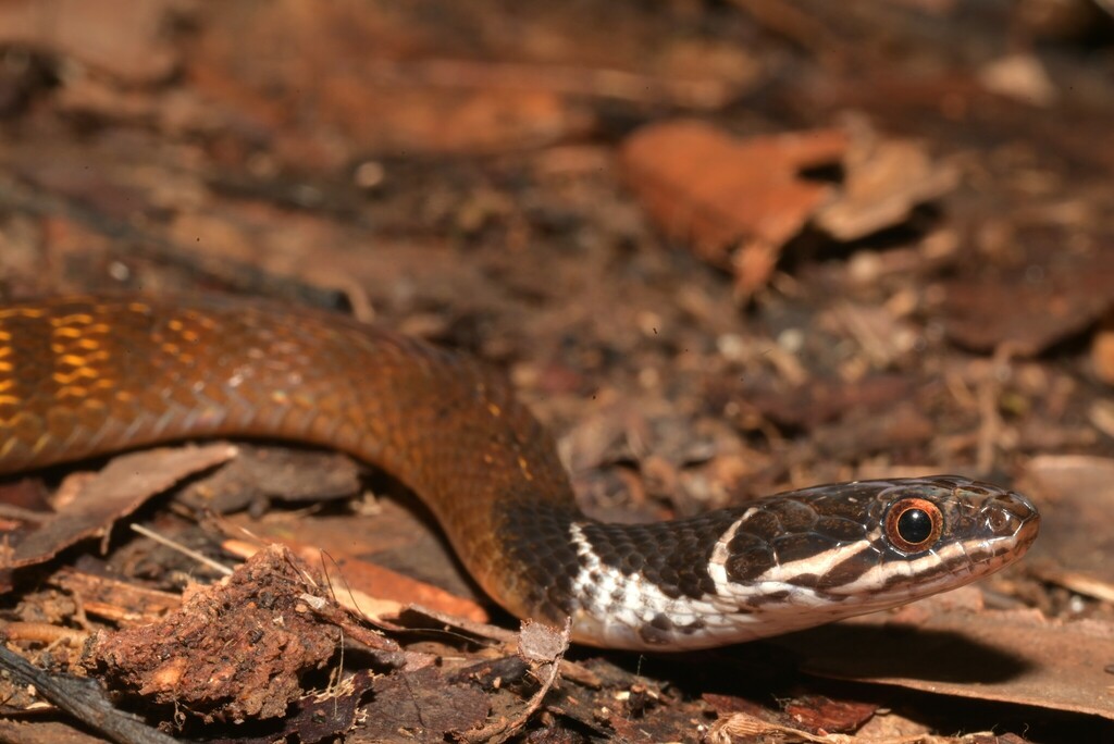 Red-bellied Keelback — Borneo wildlife, book, free download, jungle tour, snake, herp tour