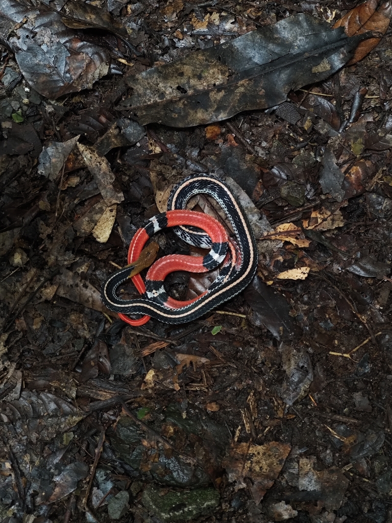 Red-headed Krait — Borneo wildlife, book, free download, jungle tour, snake, herp tour
