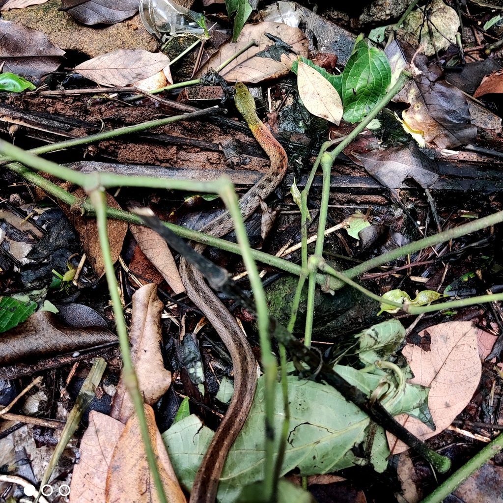 Red-necked Keelback — Borneo wildlife, book, free download, jungle tour, snake, herp tour
