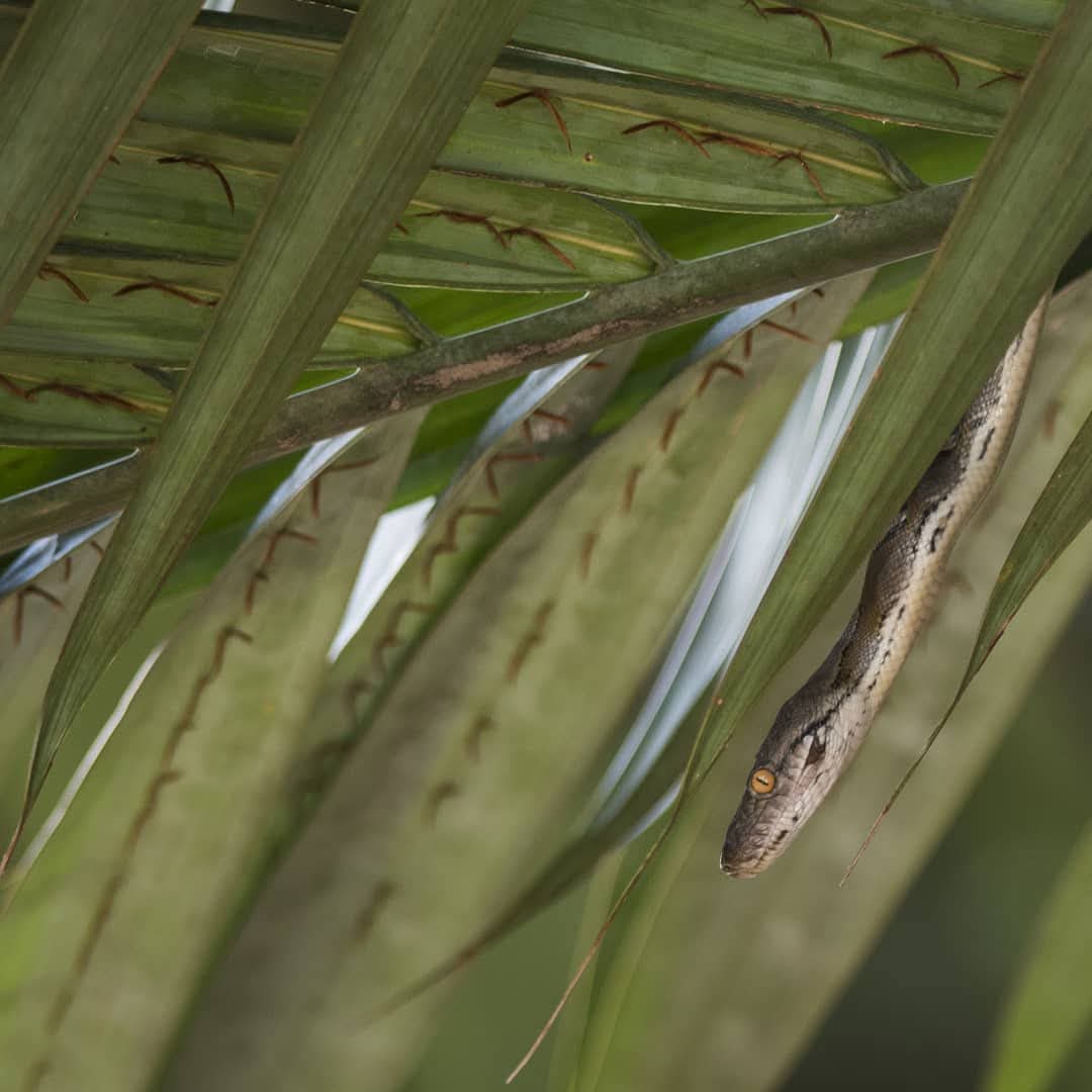 Reticulated Python — Borneo wildlife, book, free download, jungle tour, snake, herp tour