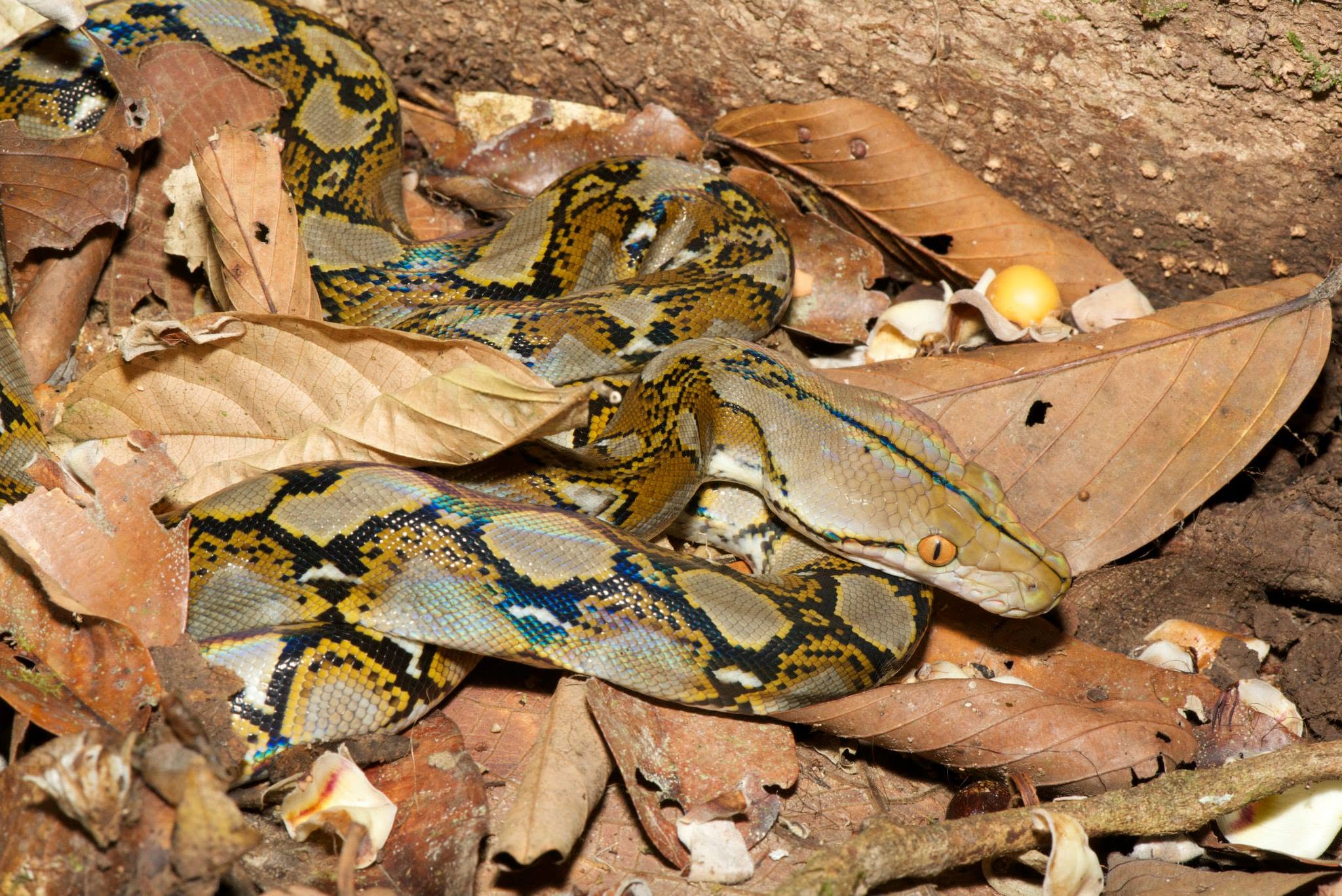 Reticulated Python — Borneo wildlife, book, free download, jungle tour, snake, herp tour