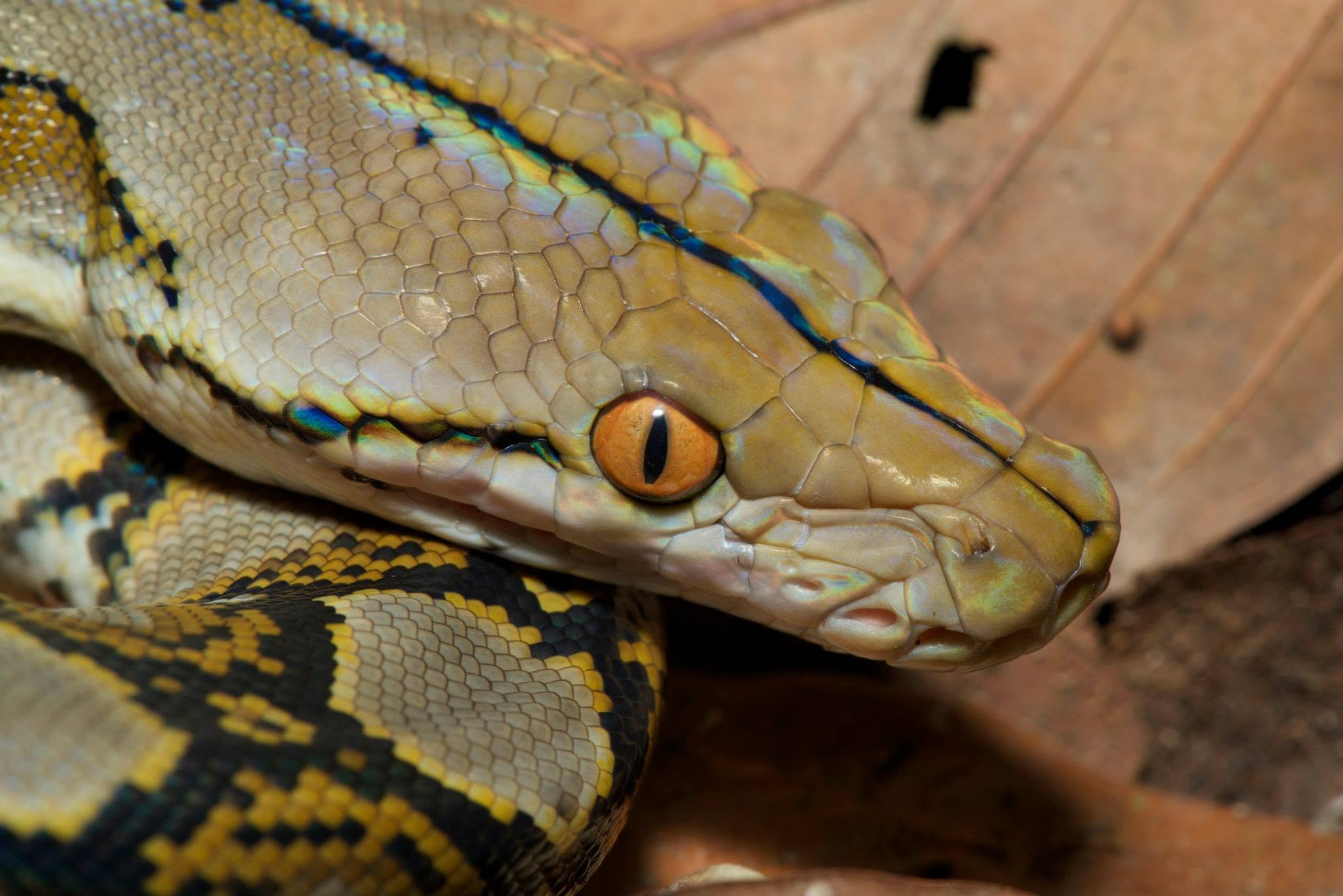 Reticulated Python — Borneo wildlife, book, free download, jungle tour, snake, herp tour