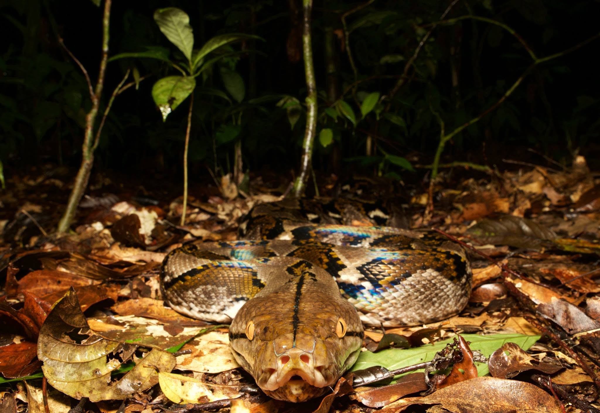 Reticulated Python — Borneo wildlife, book, free download, jungle tour, snake, herp tour