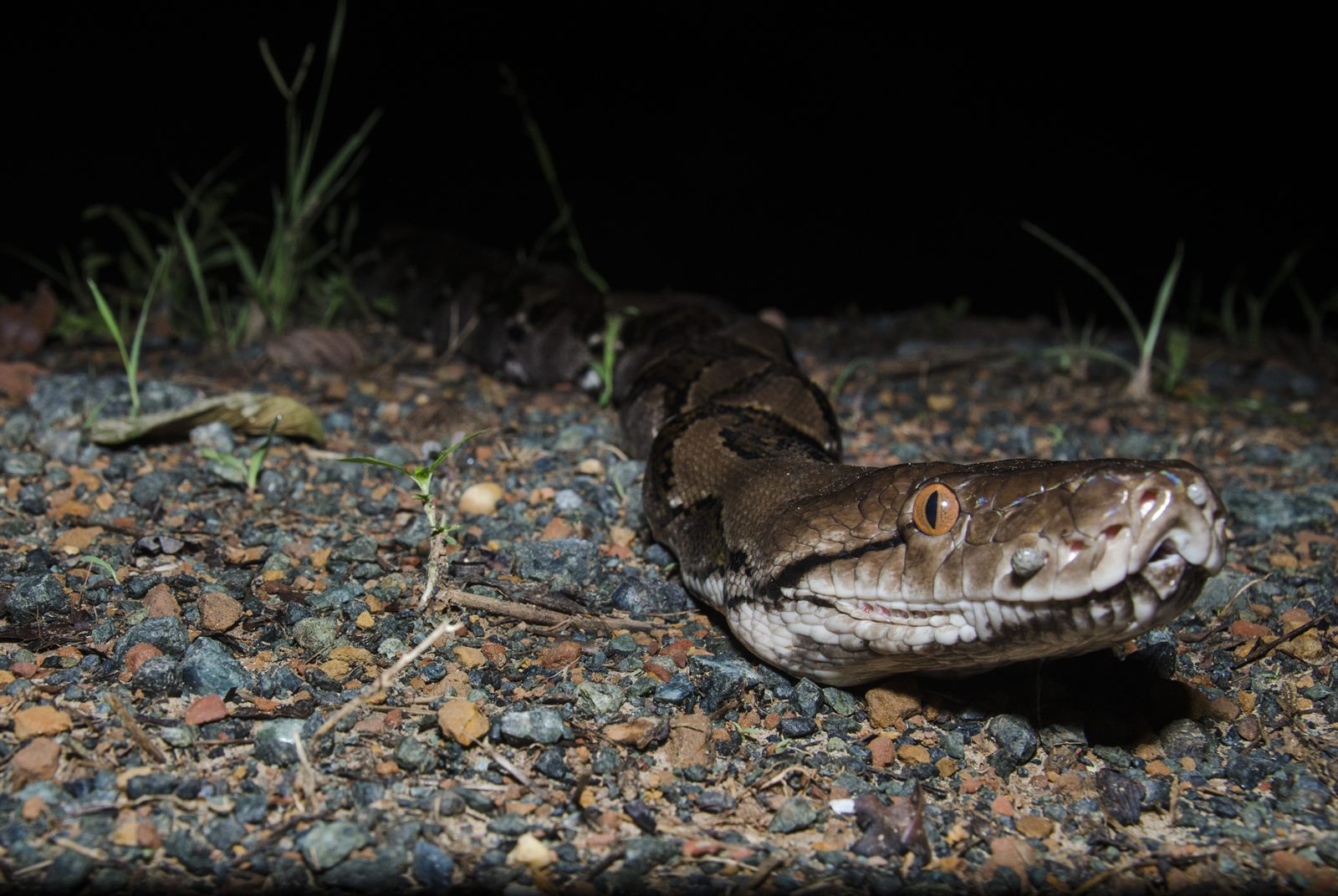 Reticulated Python — Borneo wildlife, book, free download, jungle tour, snake, herp tour