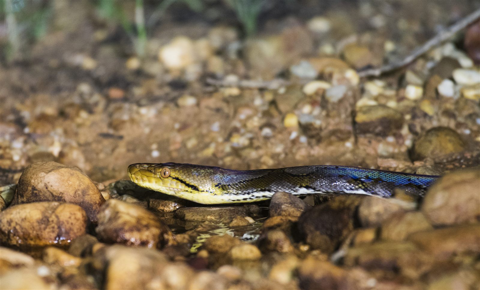 Reticulated Python — Borneo wildlife, book, free download, jungle tour, snake, herp tour
