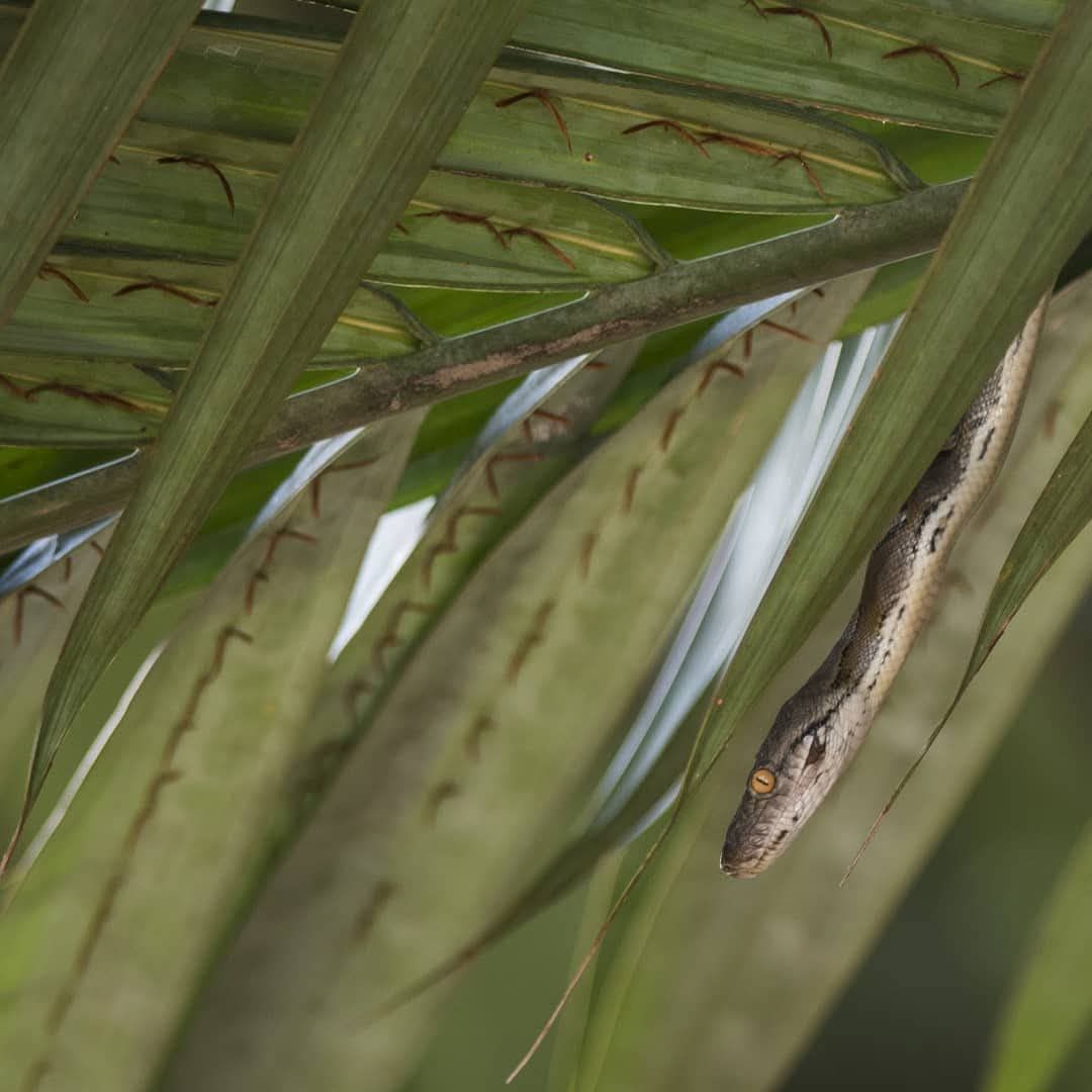 Reticulated Python — Borneo wildlife, book, free download, jungle tour, snake, herp tour
