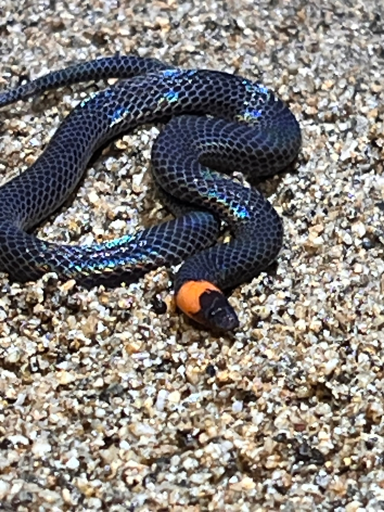 Ring-necked Litter Snake — Borneo wildlife, book, free download, jungle tour, snake, herp tour