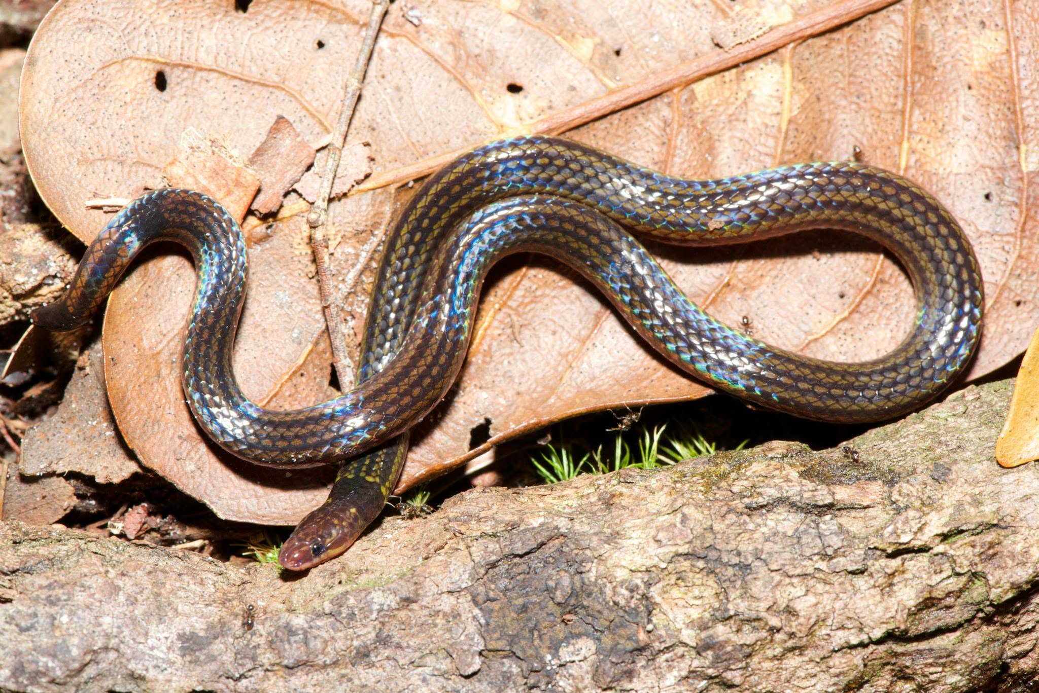 Ring-tailed Reed Snake — Borneo wildlife, book, free download, jungle tour, snake, herp tour