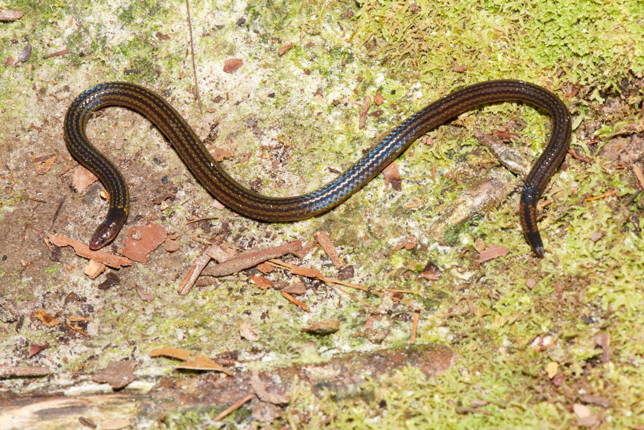 Ring-tailed Reed Snake — Borneo wildlife, book, free download, jungle tour, snake, herp tour