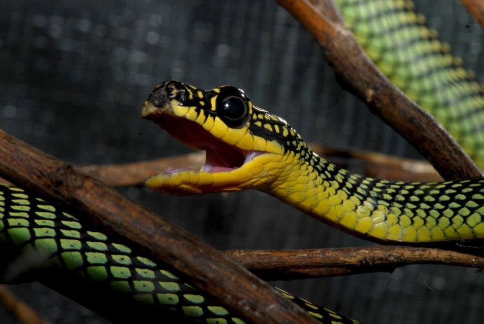 Royal Tree Snake — Borneo wildlife, book, free download, jungle tour, snake, herp tour