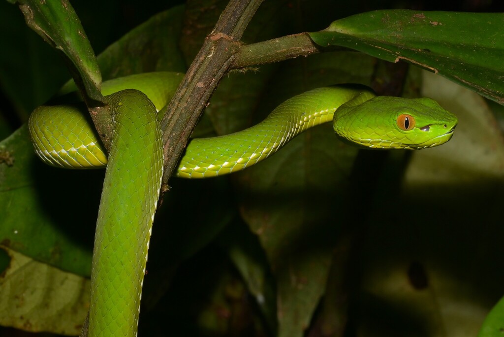 Sabah Pit-viper — Borneo wildlife, book, free download, jungle tour, snake, herp tour