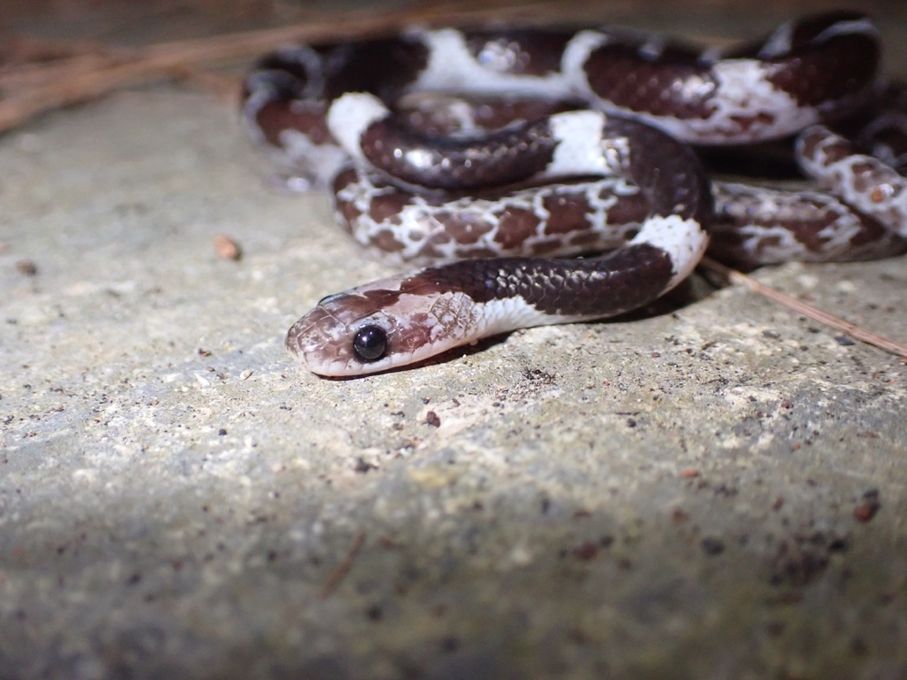 Saddle-backed Dwarf Treesnake — Borneo wildlife, book, free download, jungle tour, snake, herp tour