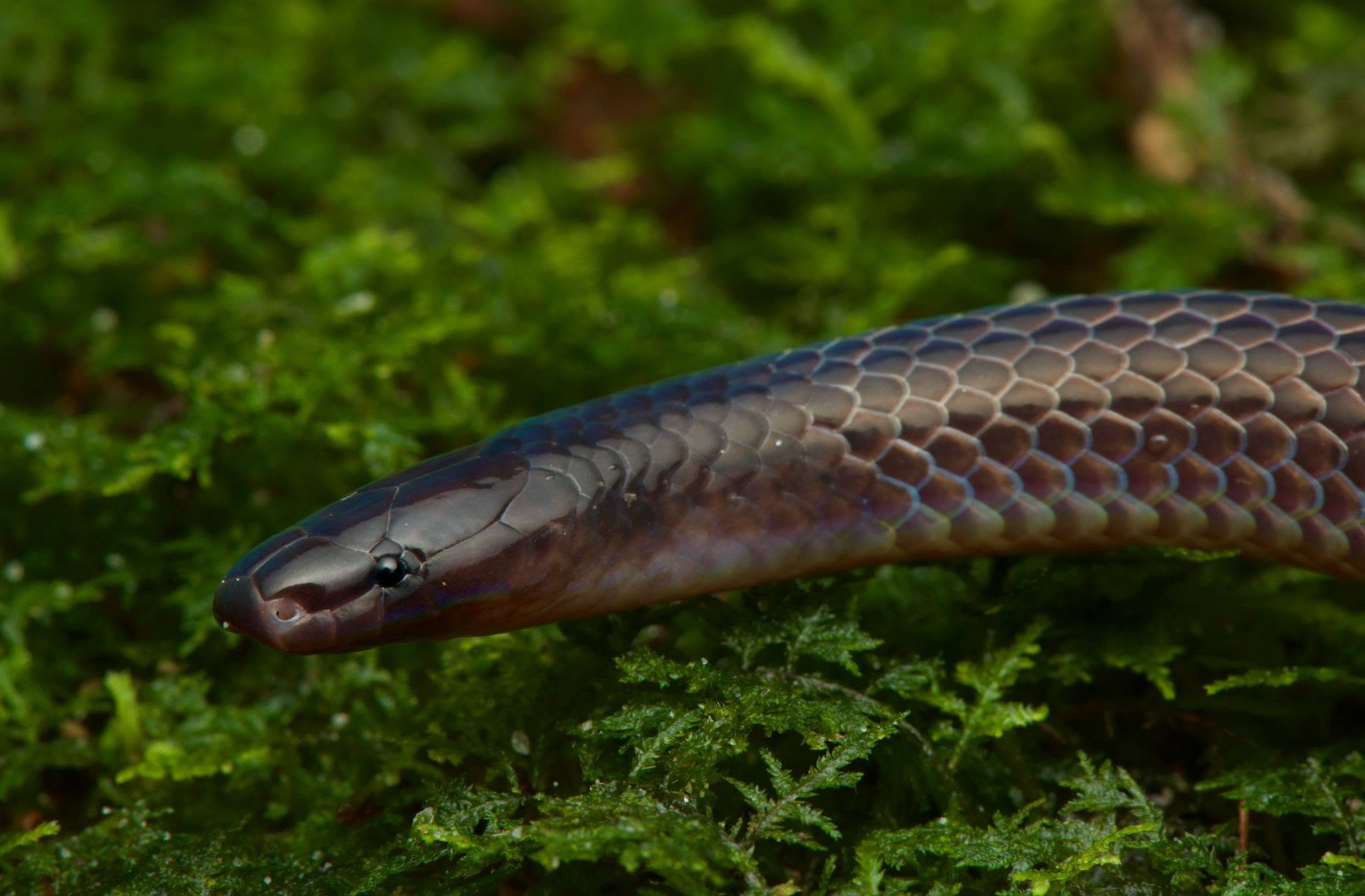 Schmidt's Reed Snake — Borneo wildlife, book, free download, jungle tour, snake, herp tour