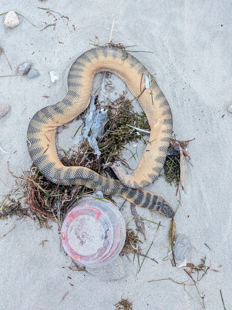 Short Sea Snake — Borneo wildlife, book, free download, jungle tour, snake, herp tour
