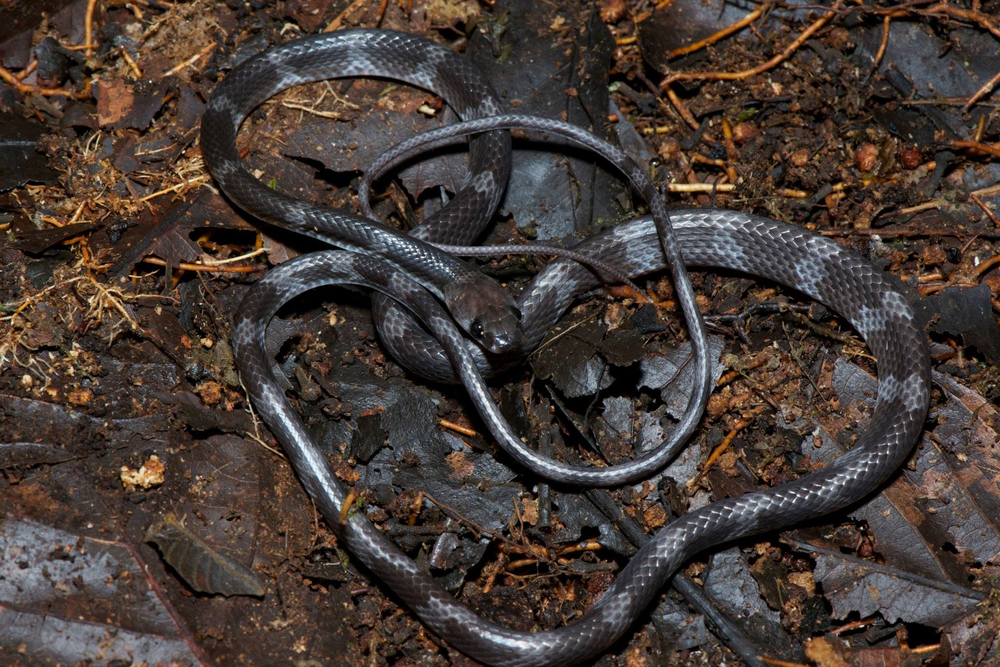 Slender-tailed Wolf Snake — Borneo wildlife, book, free download, jungle tour, snake, herp tour