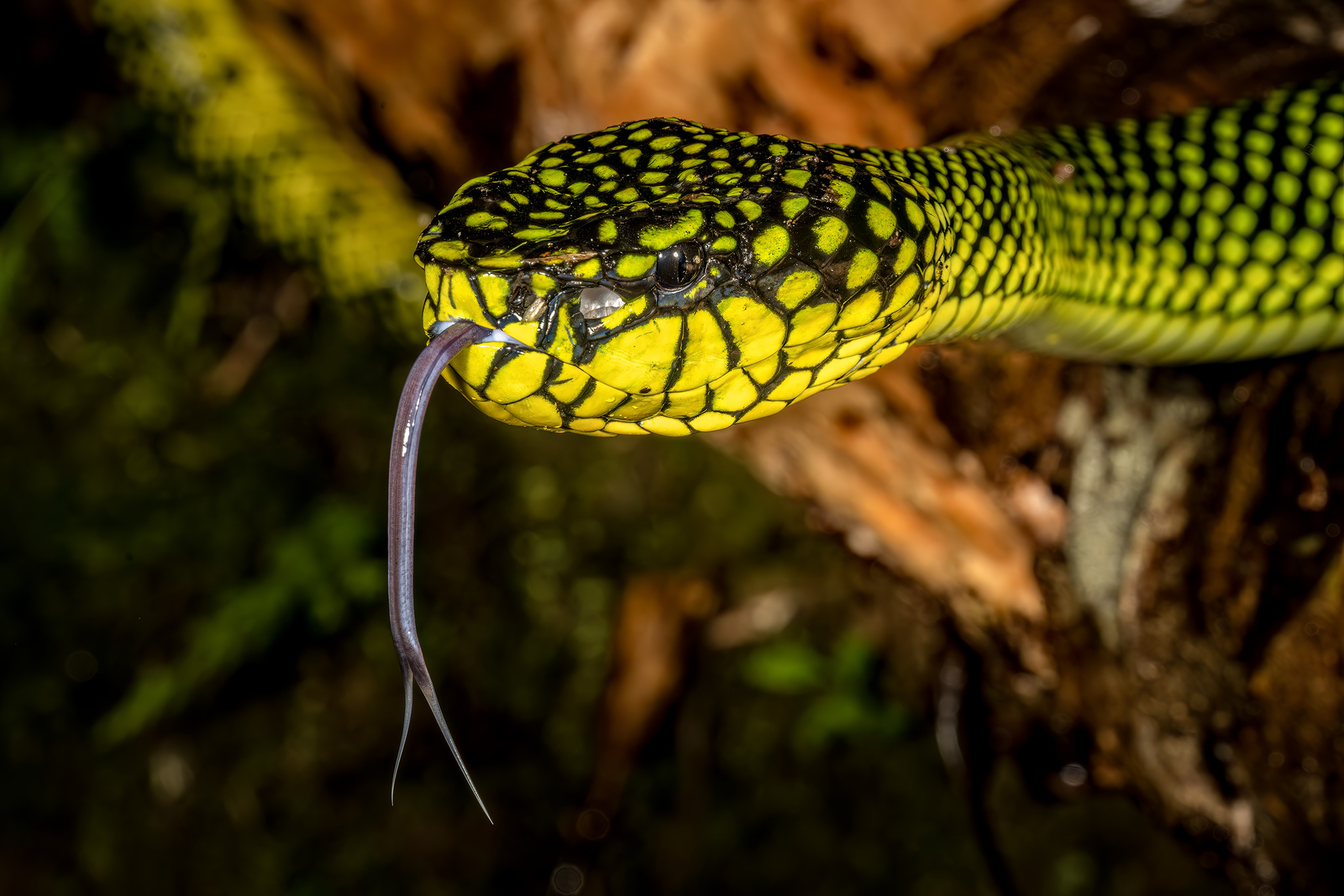 Smith's Mountain Pit-viper — Borneo wildlife, book, free download, jungle tour, snake, herp tour