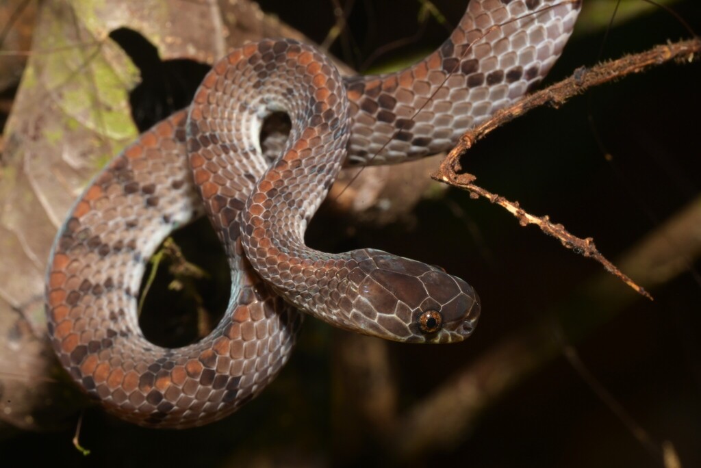 Smooth Snail-eating Snake — Borneo wildlife, book, free download, jungle tour, snake, herp tour