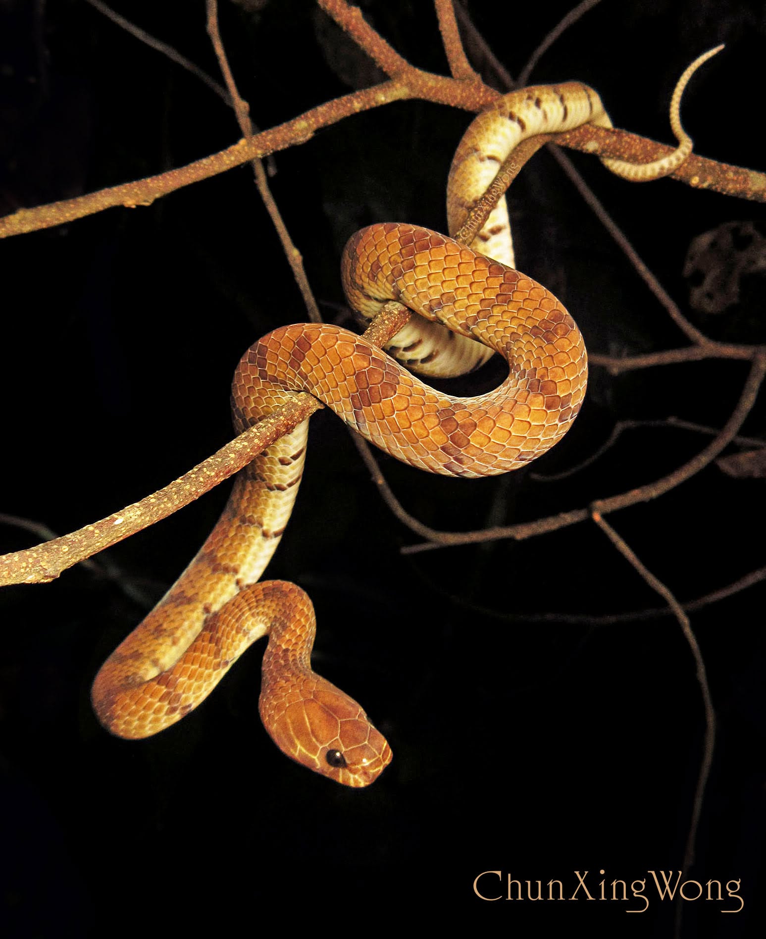 Smooth Snail-eating Snake — Borneo wildlife, book, free download, jungle tour, snake, herp tour