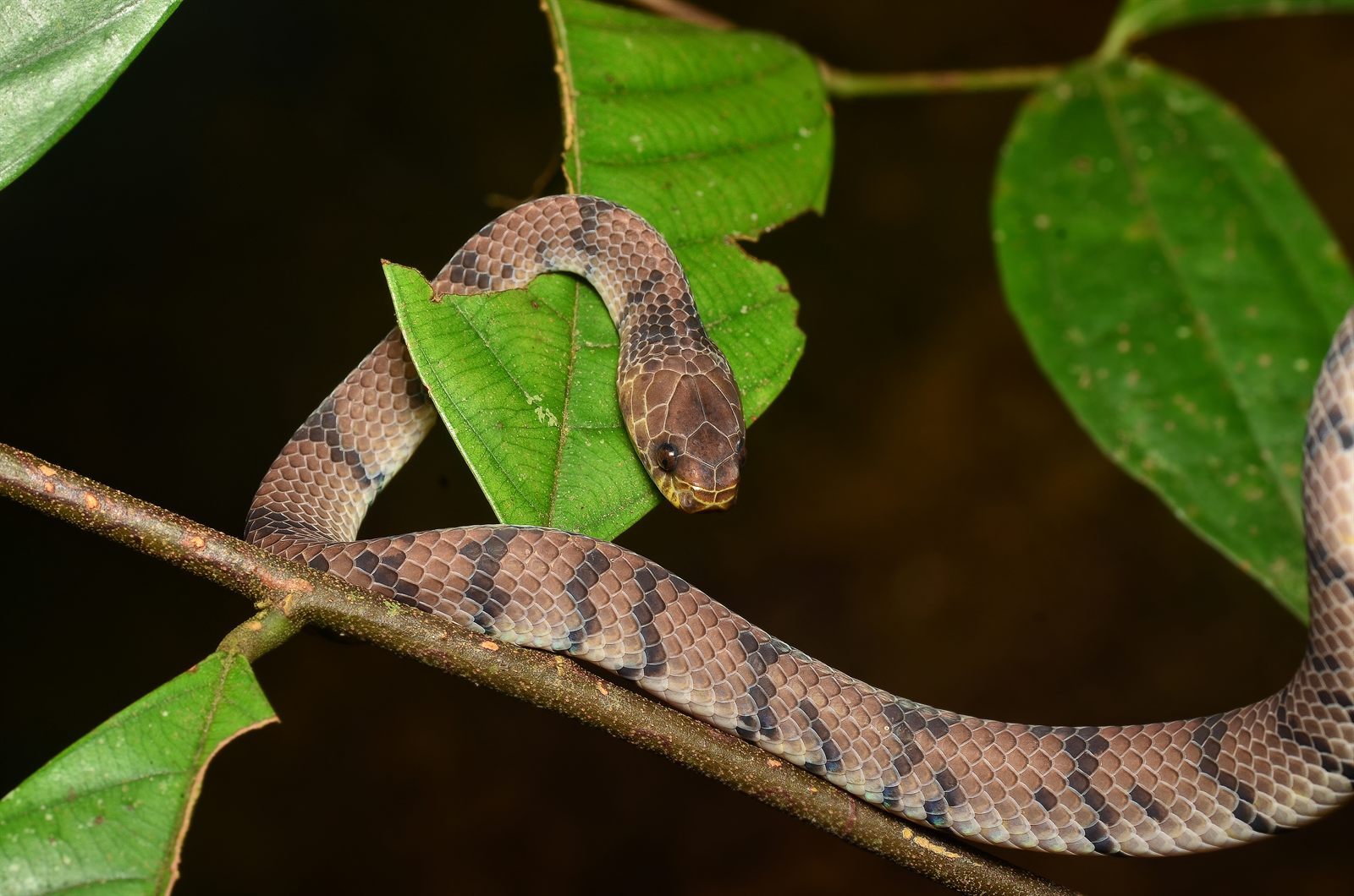 Smooth Snail-eating Snake — Borneo wildlife, book, free download, jungle tour, snake, herp tour