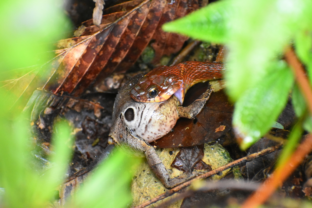 Speckle-bellied Keelback — Borneo wildlife, book, free download, jungle tour, snake, herp tour