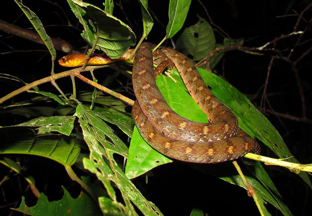 Speckle-bellied Keelback — Borneo wildlife, book, free download, jungle tour, snake, herp tour