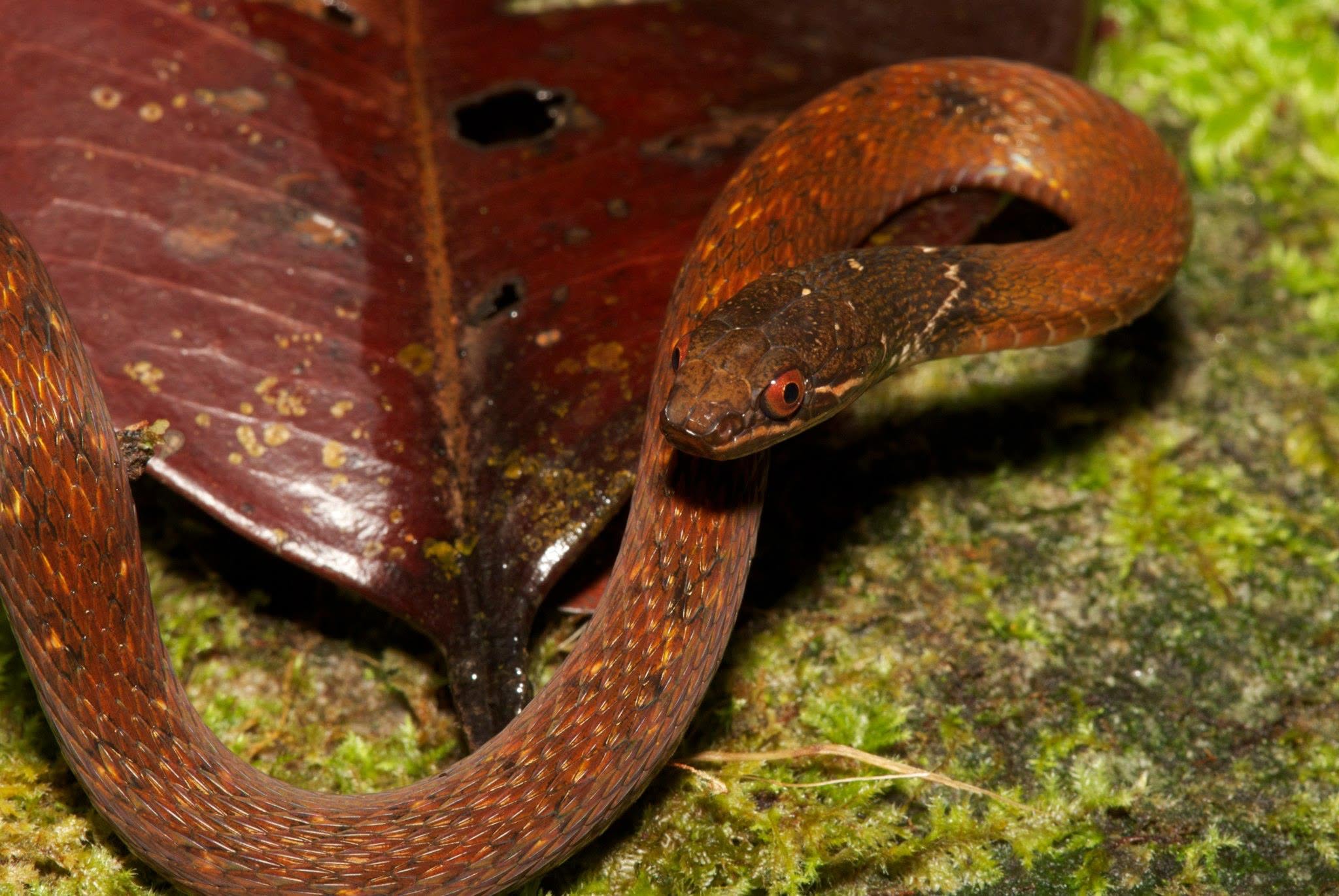Speckle-bellied Keelback — Borneo wildlife, book, free download, jungle tour, snake, herp tour