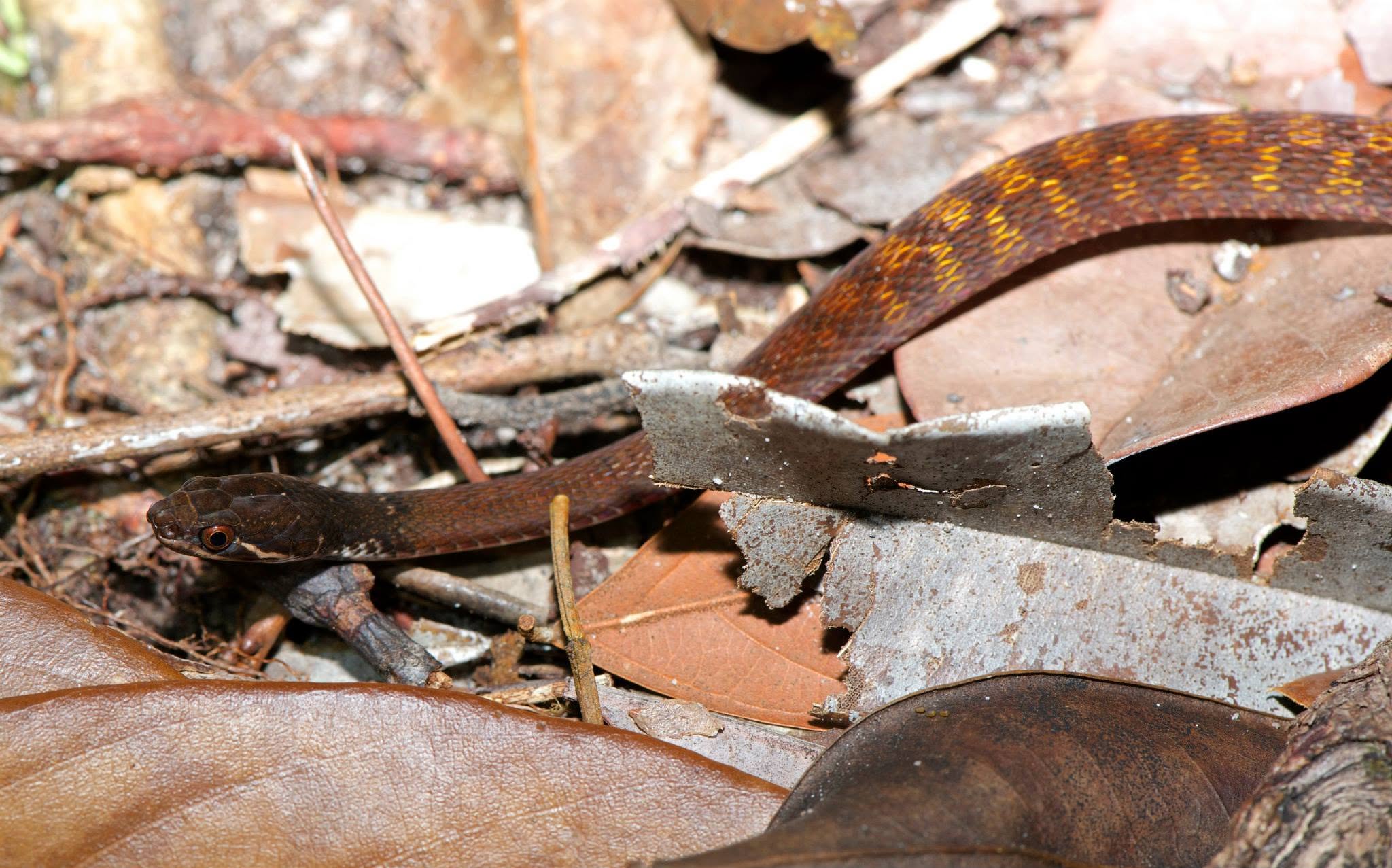 Speckle-bellied Keelback — Borneo wildlife, book, free download, jungle tour, snake, herp tour