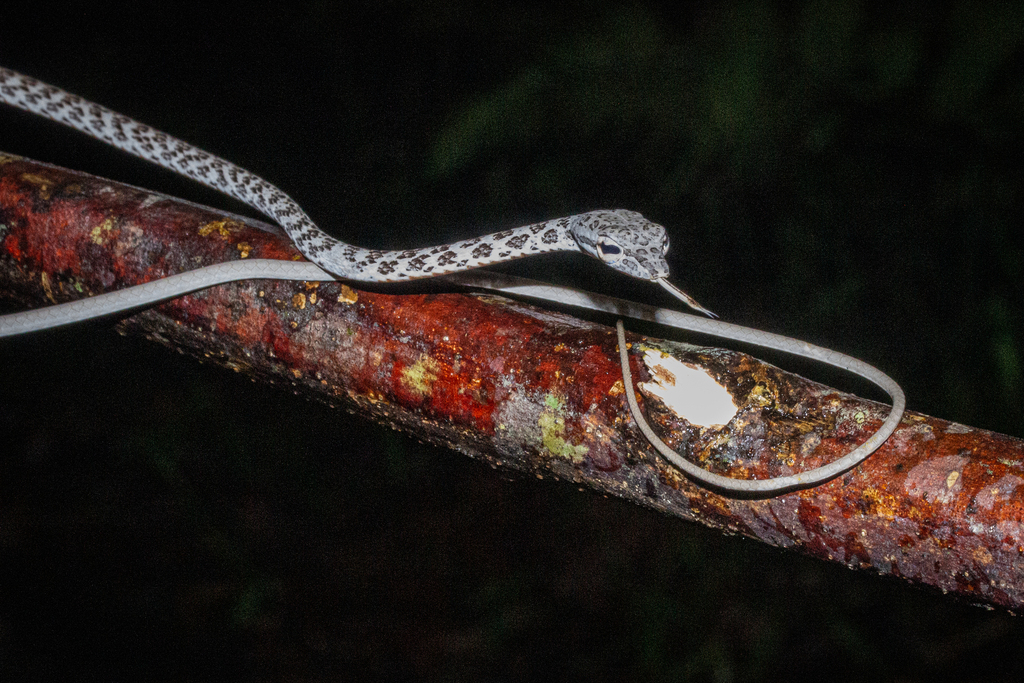 Speckle-headed Whip Snake — Borneo wildlife, book, free download, jungle tour, snake, herp tour