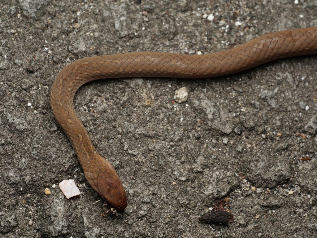 Spotted Ground Snake — Borneo wildlife, book, free download, jungle tour, snake, herp tour