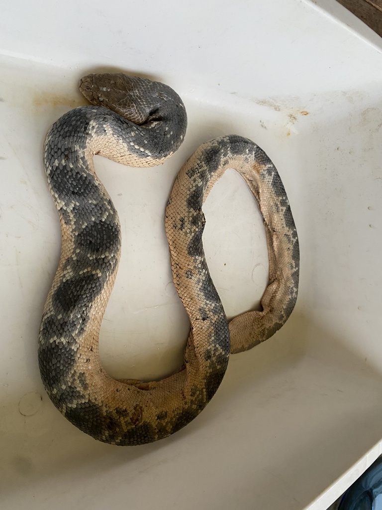 Stokes's Sea Snake — Borneo wildlife, book, free download, jungle tour, snake, herp tour