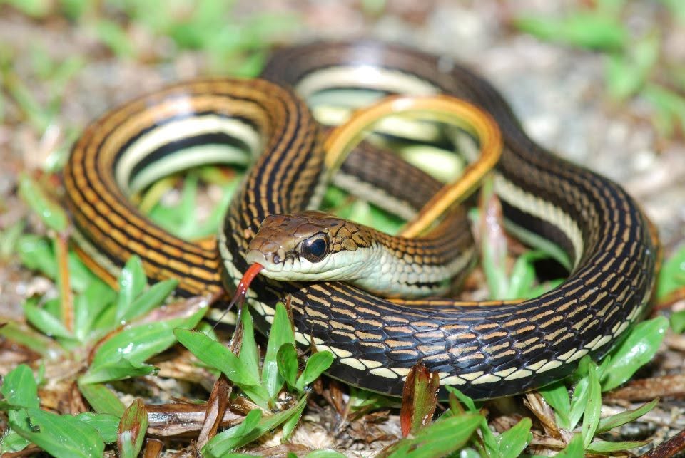 Striped Bronzeback — Borneo wildlife, book, free download, jungle tour, snake, herp tour