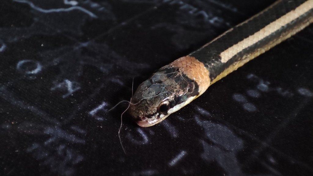 Striped Dark-headed Snake — Borneo wildlife, book, free download, jungle tour, snake, herp tour