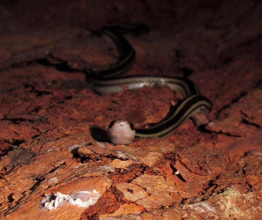 Striped Dwarf Treesnake — Borneo wildlife, book, free download, jungle tour, snake, herp tour