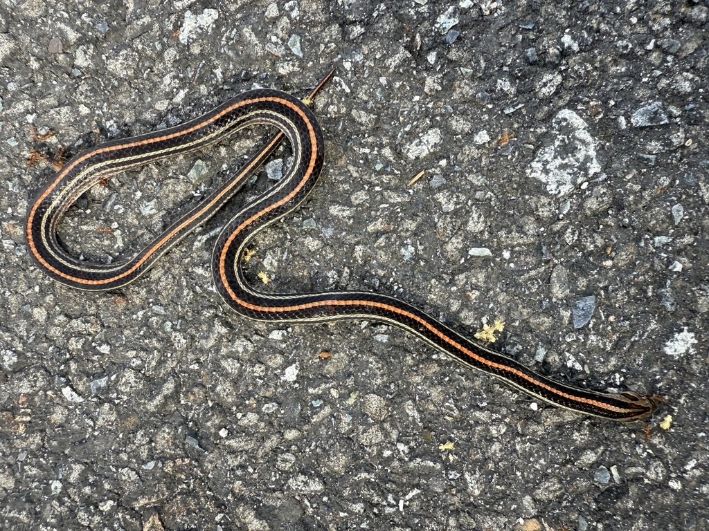 Striped Kukri Snake — Borneo wildlife, book, free download, jungle tour, snake, herp tour