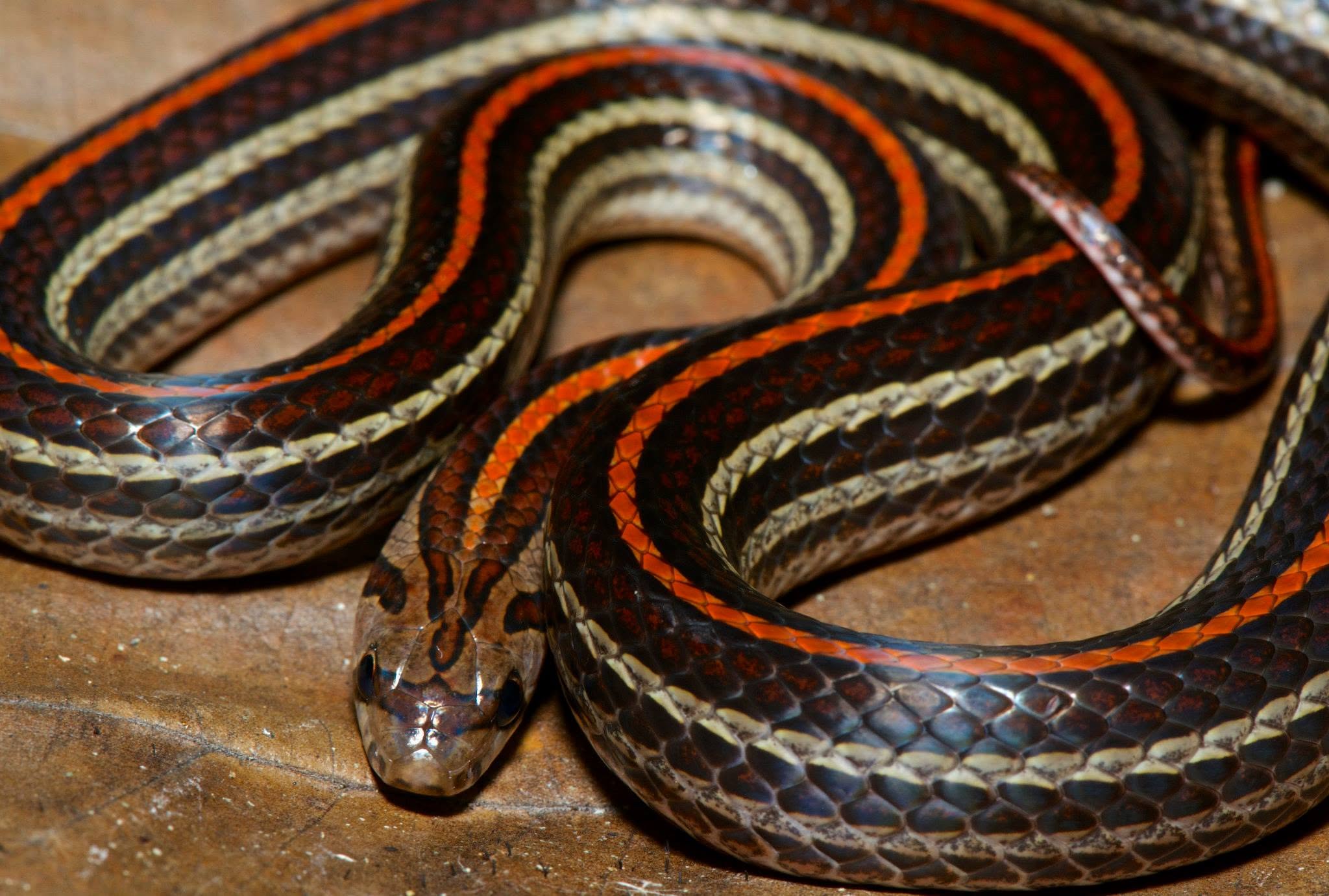 Striped Kukri Snake — Borneo wildlife, book, free download, jungle tour, snake, herp tour
