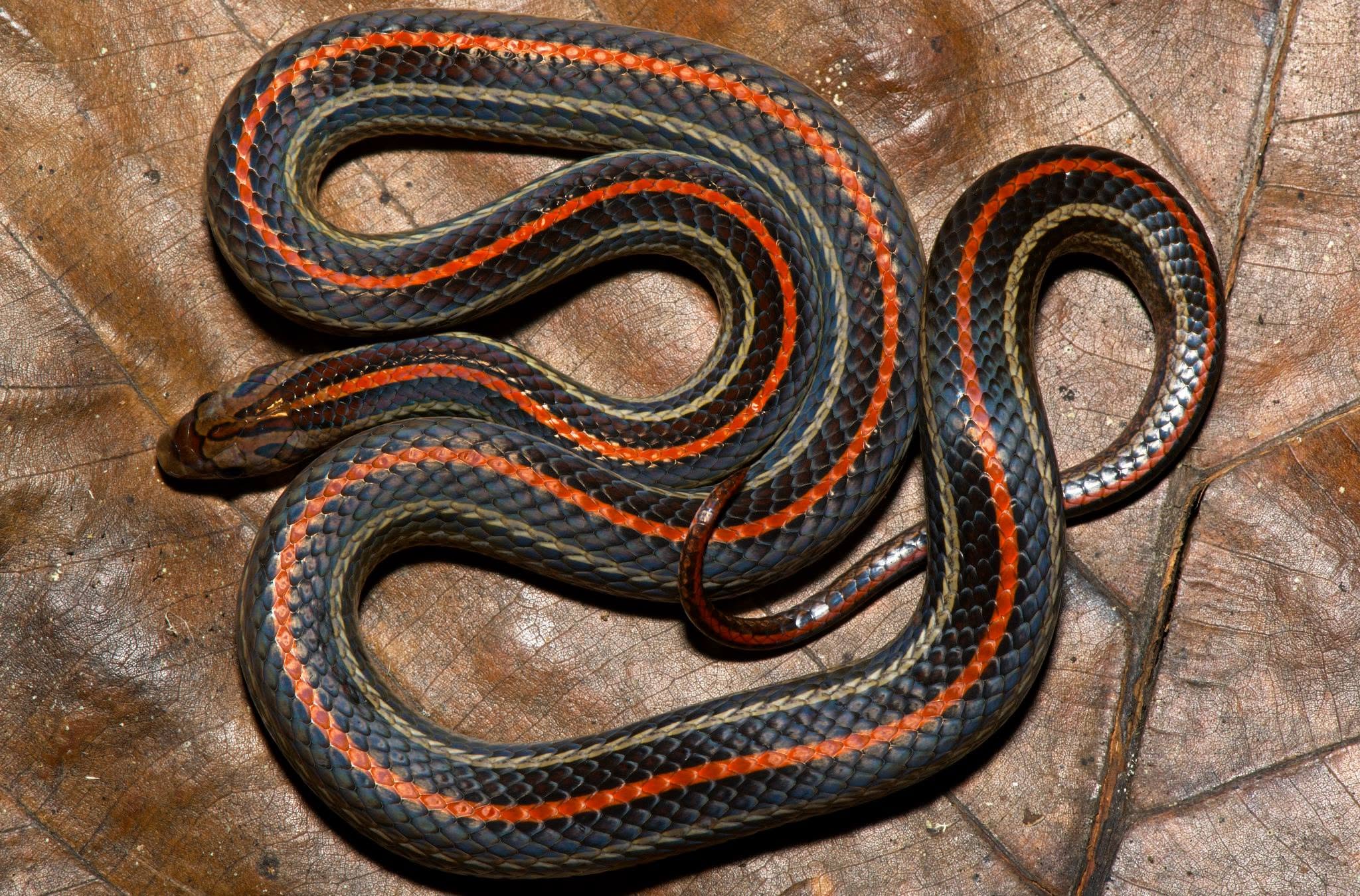 Striped Kukri Snake — Borneo wildlife, book, free download, jungle tour, snake, herp tour