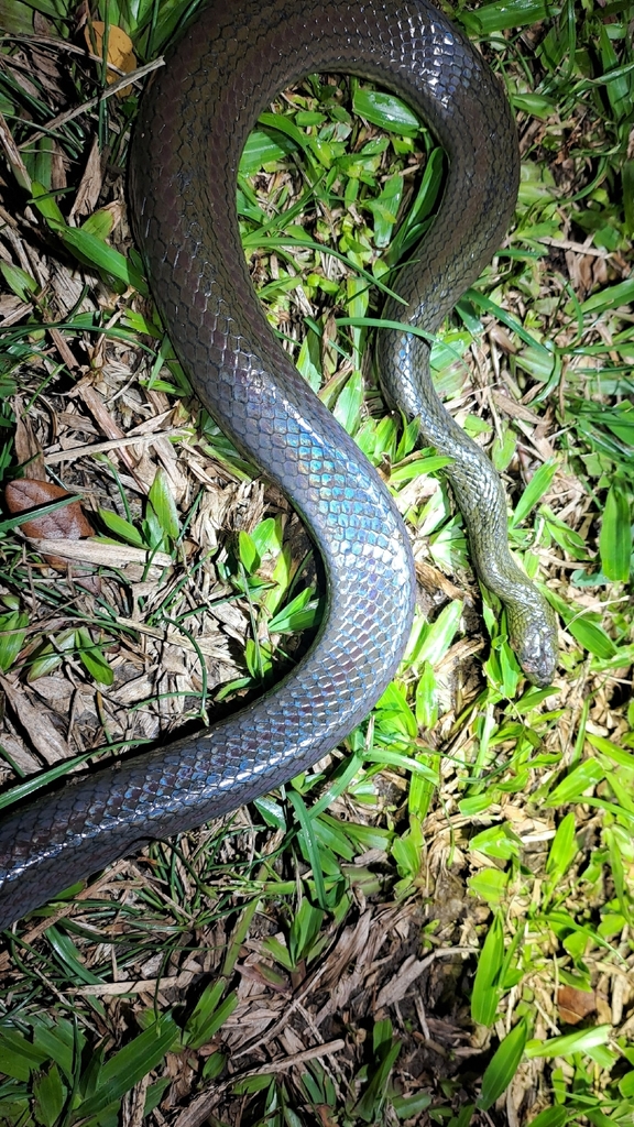 Striped Mud Snake — Borneo wildlife, book, free download, jungle tour, snake, herp tour