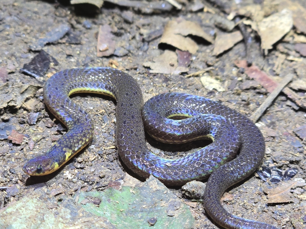 Striped Reed Snake — Borneo wildlife, book, free download, jungle tour, snake, herp tour
