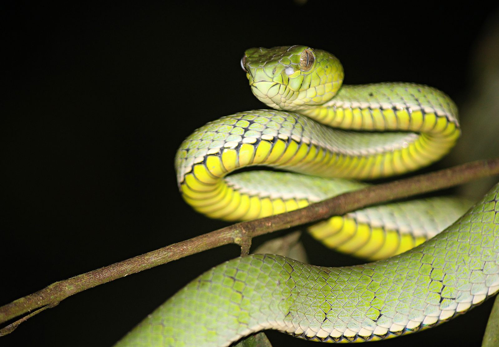 Sumatran Pit Viper — Borneo wildlife, book, free download, jungle tour, snake, herp tour